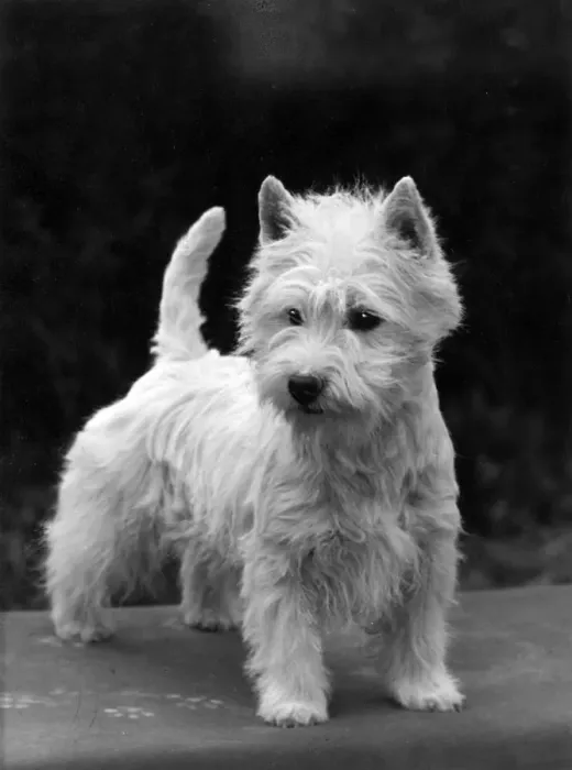Framed Print : FALL / WESTIE / 1954 Framed Print : FALL / WESTIE / 1954
