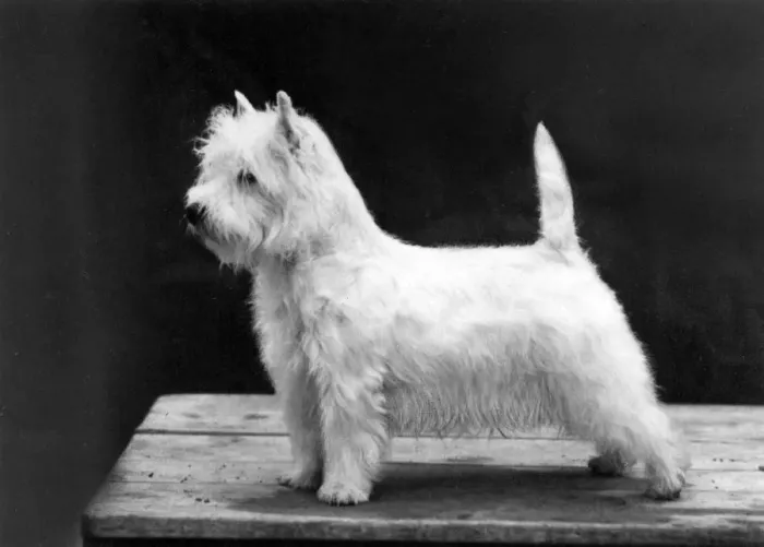 Framed Print : FALL / WESTIE / 1962 Framed Print : FALL / WESTIE / 1962