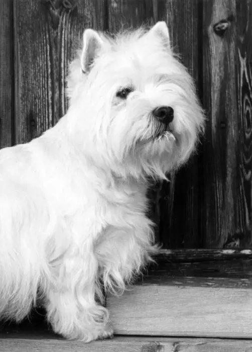 Framed Print : FALL / WESTIE / 1962 Framed Print : FALL / WESTIE / 1962
