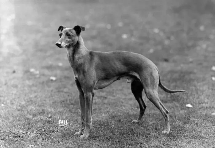 Framed Print : FALL  /  WHIPPET  /  1931