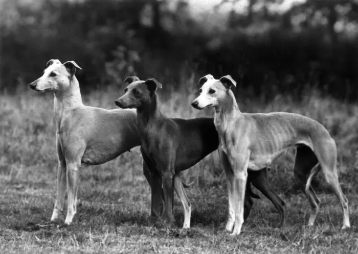 Framed Print : FALL / WHIPPET / 1943 Framed Print : FALL / WHIPPET / 1943