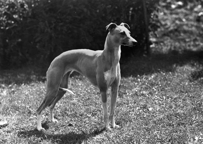 Framed Print : FALL / WHIPPET / 1948 Framed Print : FALL / WHIPPET / 1948