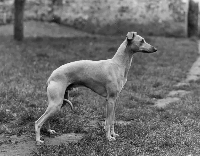 Framed Print : FALL / WHIPPET / 1954 Framed Print : FALL / WHIPPET / 1954