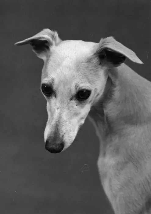 Framed Print : FALL / WHIPPET / 1960 Framed Print : FALL / WHIPPET / 1960