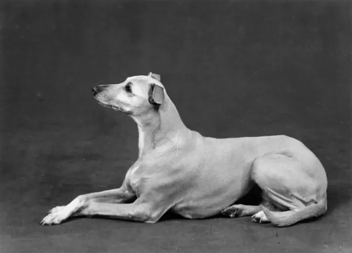 Framed Print : Fall Whippet 1962 Dogs Breeds Heathermead Ada Framed Print : Fall Whippet 1962 Dogs Breeds Heathermead Ada