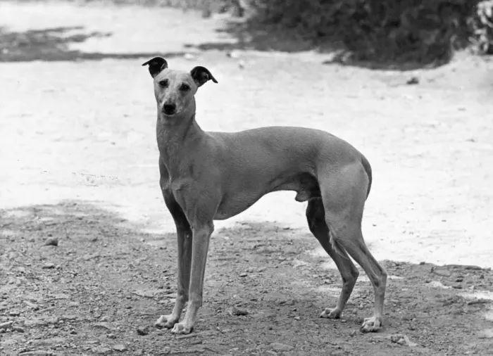 Framed Print : FALL / WHIPPET / SHERRIFF Framed Print : FALL / WHIPPET / SHERRIFF