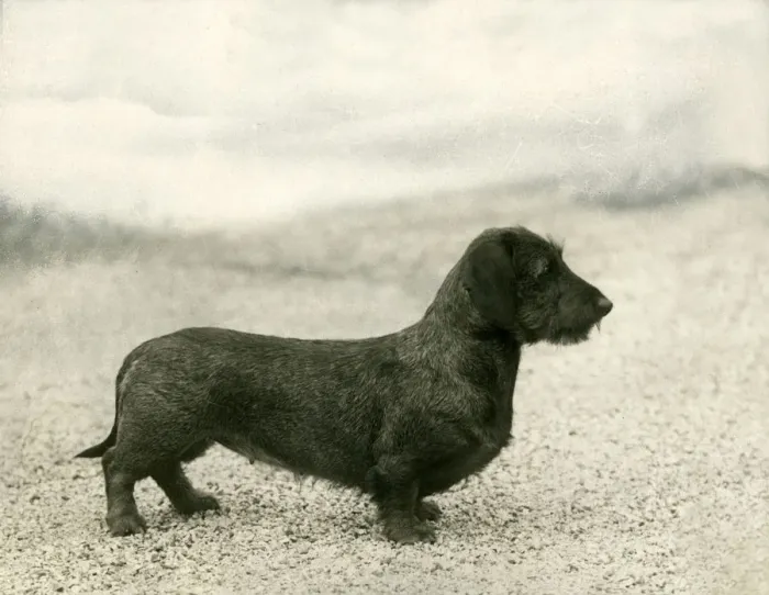 Framed Print : FALL / WIRE DACHSHUND / 1936 Framed Print : FALL / WIRE DACHSHUND / 1936