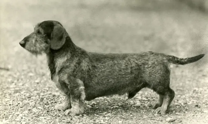 Framed Print : FALL / WIRE DACHSHUND / 1946 Framed Print : FALL / WIRE DACHSHUND / 1946