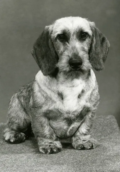 Framed Print : FALL / WIRE DACHSHUND / 1980 Framed Print : FALL / WIRE DACHSHUND / 1980