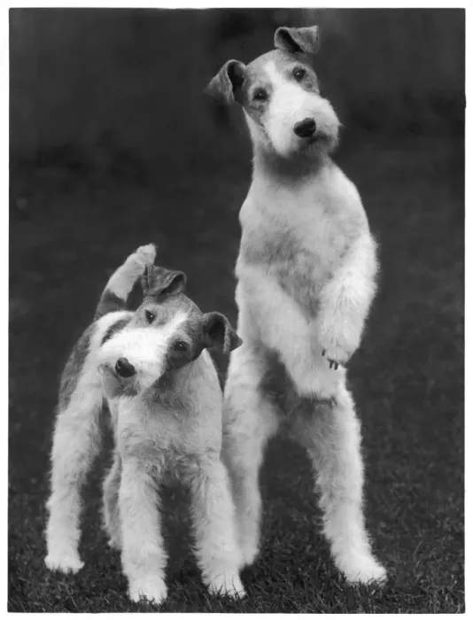 Framed Print : Fall - Wire Fox Terrier Framed Print : Fall - Wire Fox Terrier