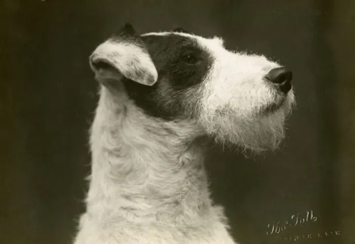 Framed Print : FALL / WIRE FOX TERRIER / 28 Framed Print : FALL / WIRE FOX TERRIER / 28