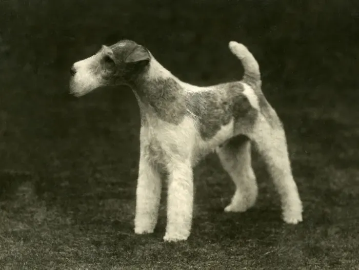 Framed Print : FALL / WIRE FOX TERRIER / 35 Framed Print : FALL / WIRE FOX TERRIER / 35