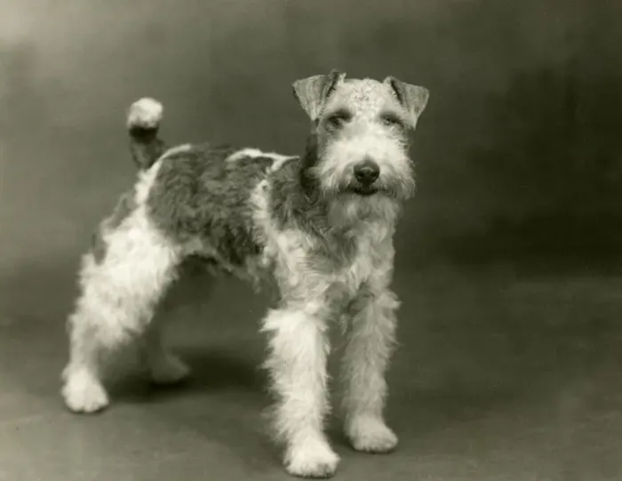 Framed Print : FALL / WIRE FOX TERRIER / 38 Framed Print : FALL / WIRE FOX TERRIER / 38