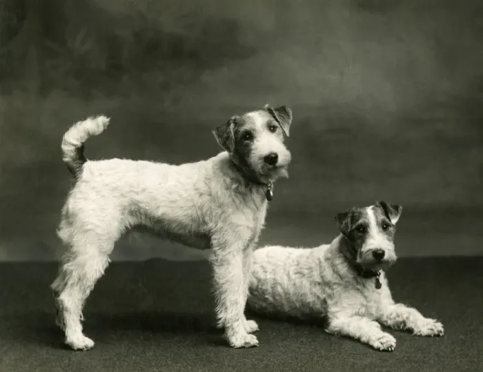 Framed Print : FALL / WIRE FOX TERRIER / 38 Framed Print : FALL / WIRE FOX TERRIER / 38