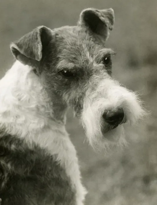 Framed Print : FALL / WIRE FOX TERRIER / 39 Framed Print : FALL / WIRE FOX TERRIER / 39