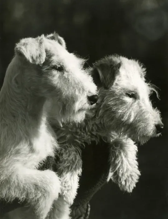 Framed Print : FALL / WIRE FOX TERRIER / 39 Framed Print : FALL / WIRE FOX TERRIER / 39