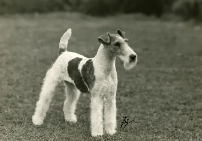 Framed Print : FALL / WIRE FOX TERRIER / 45 Framed Print : FALL / WIRE FOX TERRIER / 45