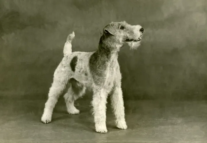 Framed Print : FALL / WIRE FOX TERRIER / 47 Framed Print : FALL / WIRE FOX TERRIER / 47