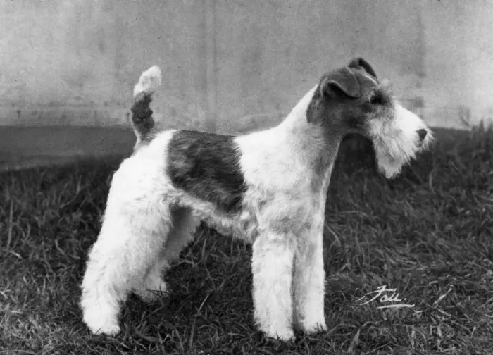 Framed Print : FALL / WIRE FOX TERRIER / 68 Framed Print : FALL / WIRE FOX TERRIER / 68