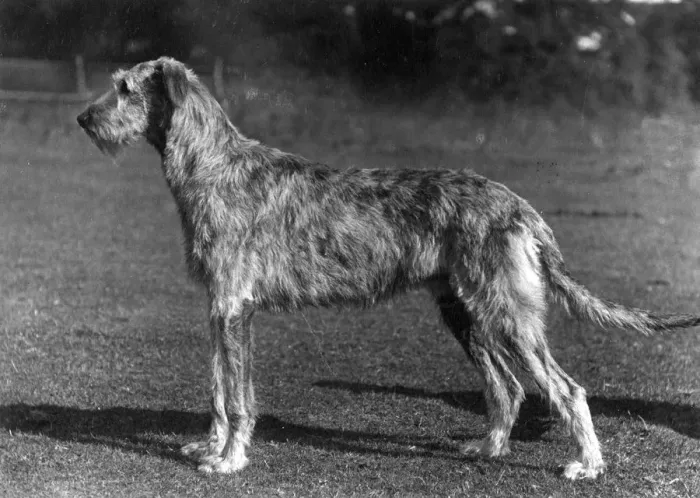 Framed Print : FALL / WOLFHOUND / 1934 Framed Print : FALL / WOLFHOUND / 1934