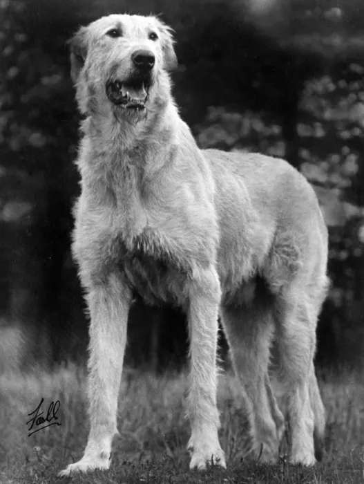 Framed Print : FALL / WOLFHOUND / 1934 Framed Print : FALL / WOLFHOUND / 1934