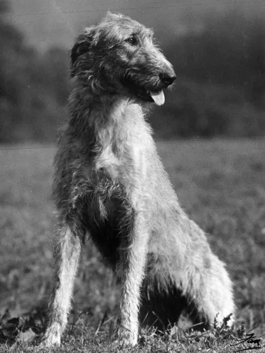 Framed Print : FALL / WOLFHOUND / 1939 Framed Print : FALL / WOLFHOUND / 1939