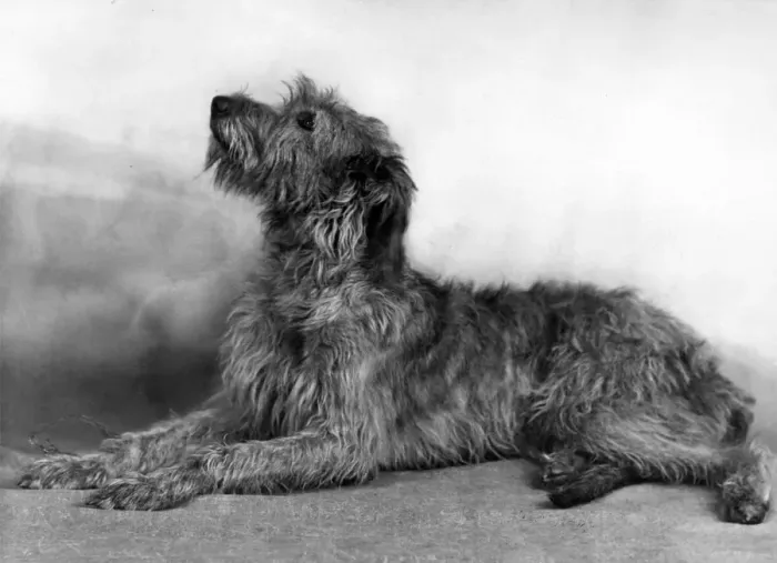 Framed Print : FALL / WOLFHOUND / 1948 Framed Print : FALL / WOLFHOUND / 1948