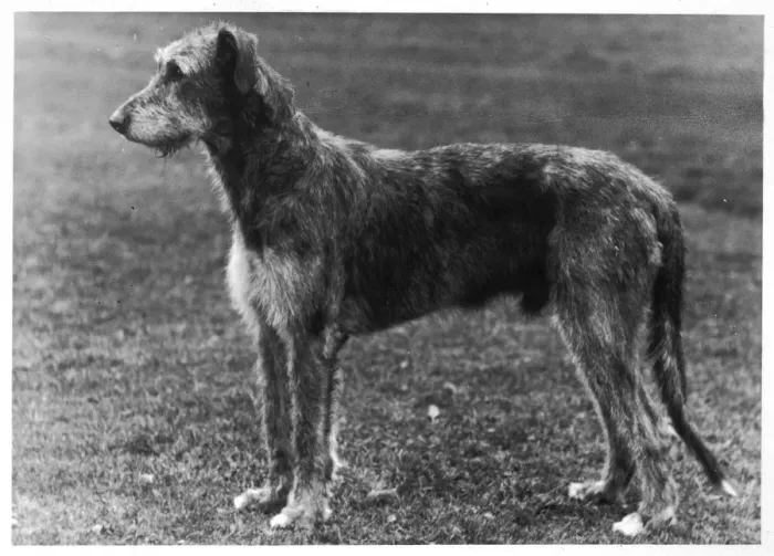 Framed Print : FALL / WOLFHOUND / 1949 Framed Print : FALL / WOLFHOUND / 1949