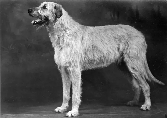 Framed Print : FALL / WOLFHOUND / 1952 Framed Print : FALL / WOLFHOUND / 1952