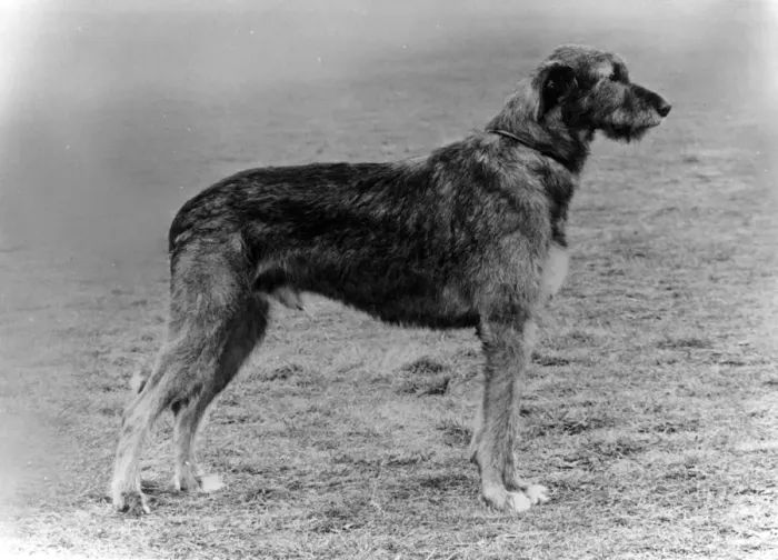 Framed Print : FALL  /  WOLFHOUND  /  1972