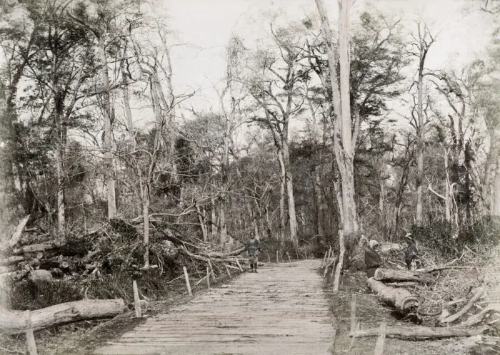 Framed Print : Fallen trees Japan, likely Typhoon damage Framed Print : Fallen trees Japan, likely Typhoon damage