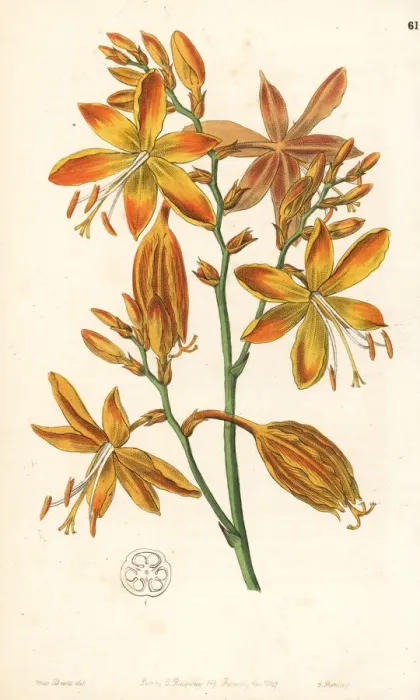 Framed Print : Falling stars, Crocosmia aurea Framed Print : Falling stars, Crocosmia aurea