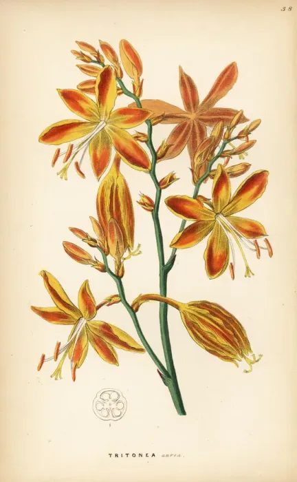 Framed Print : Falling stars, Crocosmia aurea Framed Print : Falling stars, Crocosmia aurea