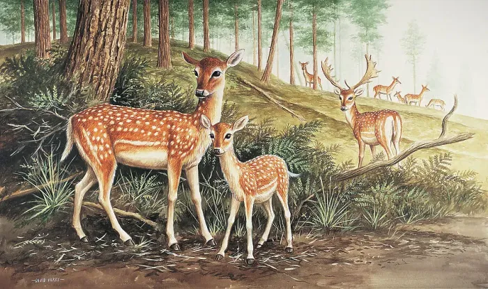 Framed Print : Fallow Deer Framed Print : Fallow Deer
