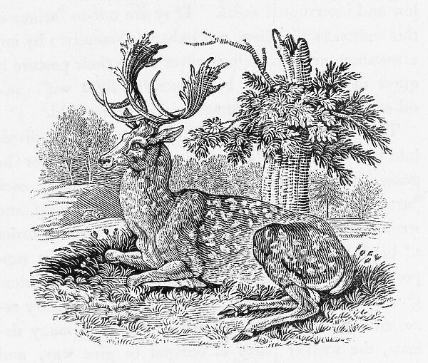 Fallow-Deer (Bewick)