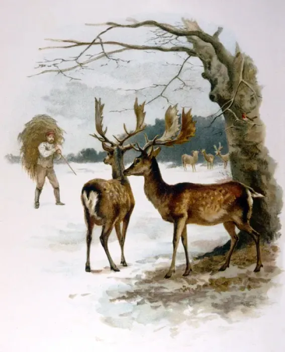 Framed Print : Fallow Deer Fed in Snow Framed Print : Fallow Deer Fed in Snow