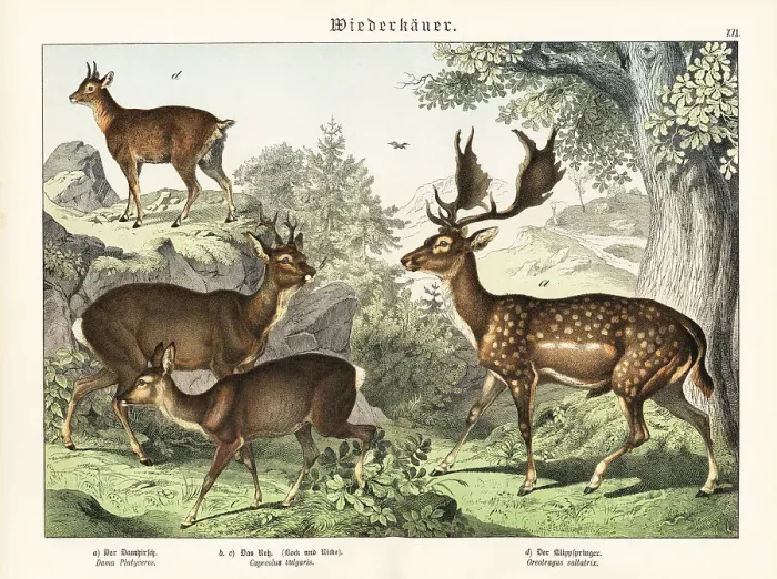 Framed Print : Fallow deer, roe deer, and klipspringer