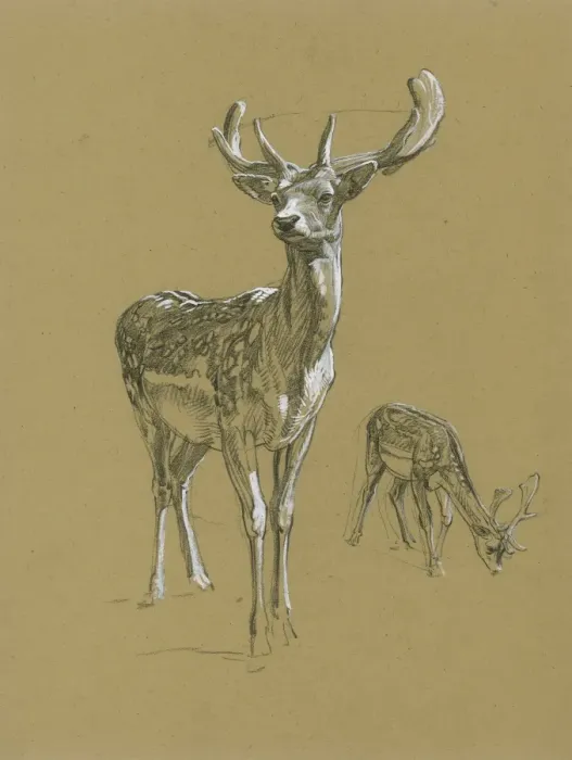 Framed Print : Fallow Deer Studies Framed Print : Fallow Deer Studies