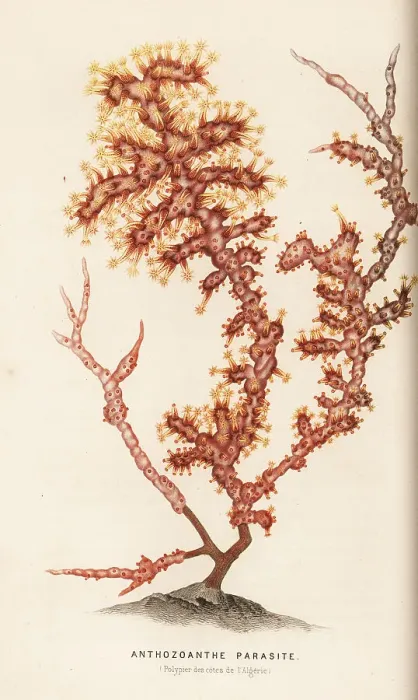 Framed Print : False coral, Alcyonium coralloides Framed Print : False coral, Alcyonium coralloides