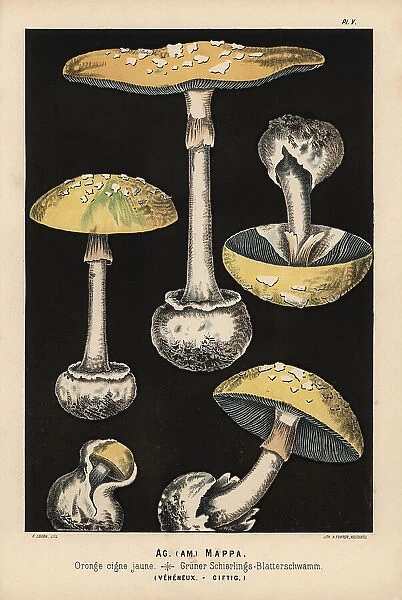 False death cap, Amanita citrina, Agaricus mappa, poisonous