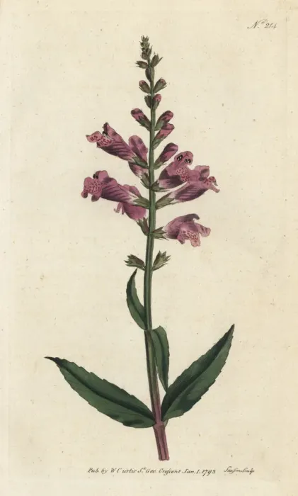 Framed Print : False dragonhead, Physostegia virginiana Framed Print : False dragonhead, Physostegia virginiana
