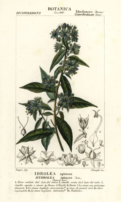 Framed Print : False fiddleleaf, Hydrolea spinosa Framed Print : False fiddleleaf, Hydrolea spinosa