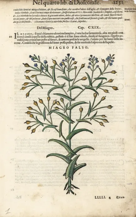 Framed Print : False flax oil, Camelina sativa Framed Print : False flax oil, Camelina sativa