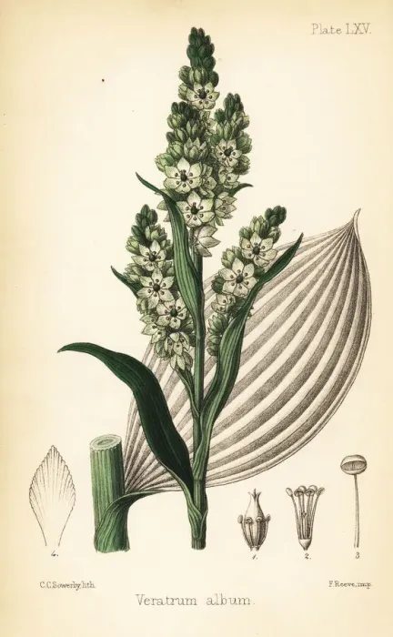 Framed Print : False helleborine or European white hellebore Framed Print : False helleborine or European white hellebore