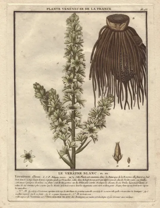 Framed Print : False helleborine, Veratrum album Framed Print : False helleborine, Veratrum album