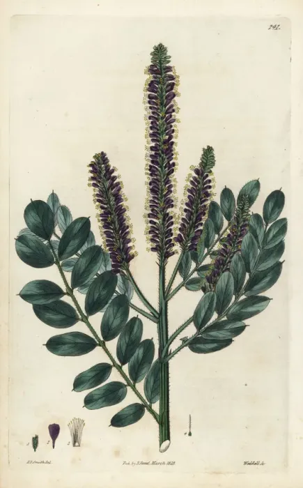 Framed Print : False indigo-bush, Amorpha fruticosa Framed Print : False indigo-bush, Amorpha fruticosa