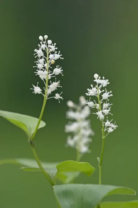Framed Print : False lily of the valley - May lily - flowering Framed Print : False lily of the valley - May lily - flowering