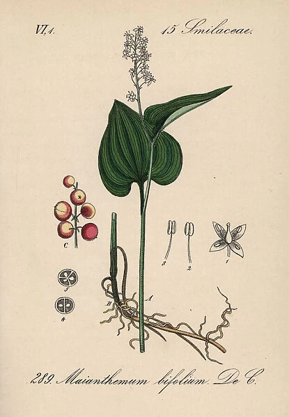 False lily of the valley or May lily, Maianthemum bifolium