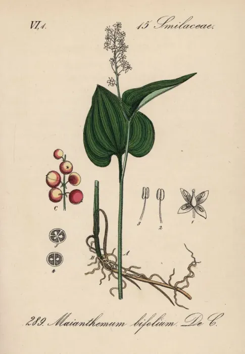 Framed Print : False lily of the valley or May lily, Maianthemum bifolium Framed Print : False lily of the valley or May lily, Maianthemum bifolium