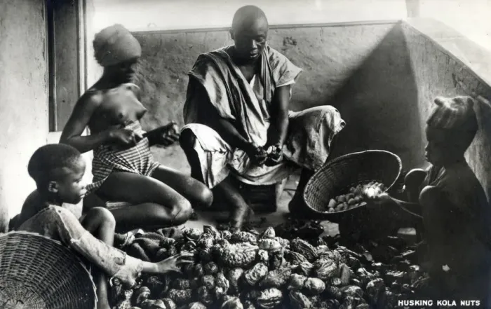 Framed Print : A family husking Kola nuts in Nigeria, Africa. The caffeine-containing fruit of the tree Framed Print : A family husking Kola nuts in Nigeria, Africa. The caffeine-containing fruit of the tree